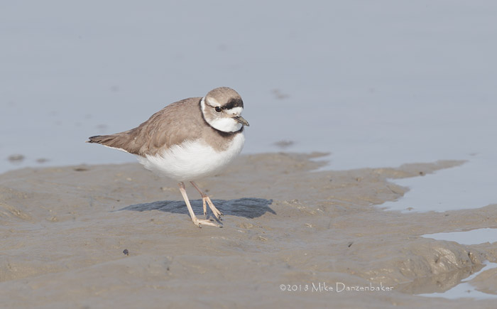 Long-billed Plover (Charadrius placidus) photo image