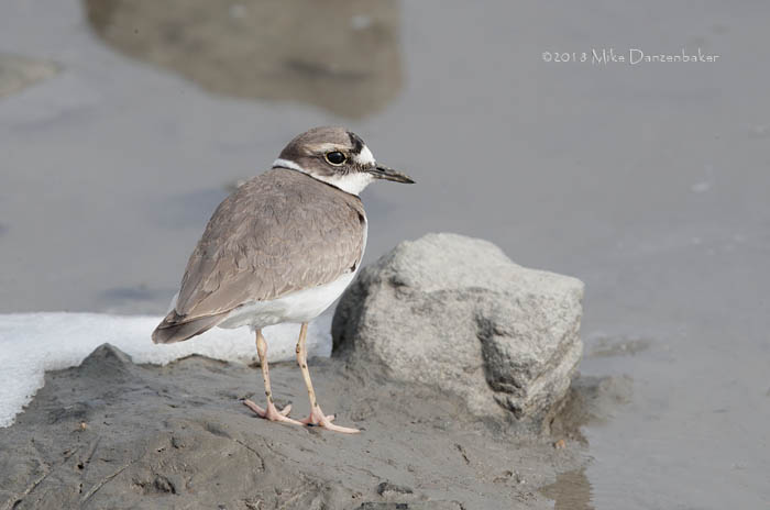 Long-billed Plover (Charadrius placidus) photo image
