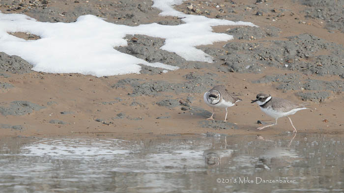Long-billed Plover (Charadrius placidus) photo image