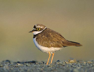 Little Ringed Plover (Charadrius dubius) photo image
