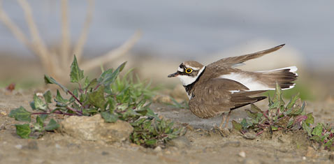 Little Ringed Plover (Charadrius dubius) photo image