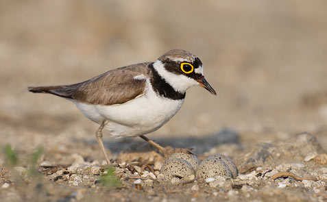 Little Ringed Plover (Charadrius dubius) photo image