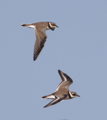 Little Ringed Plover (Charadrius dubius) photo image