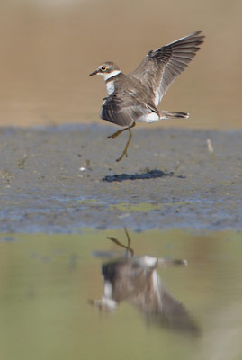 Little Ringed Plover (Charadrius dubius) photo image