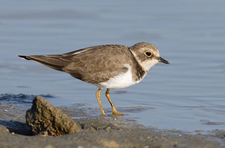 Little Ringed Plover (Charadrius dubius) photo image