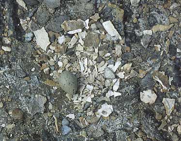 Magellanic Plover (Pluvianellis socialis) photo