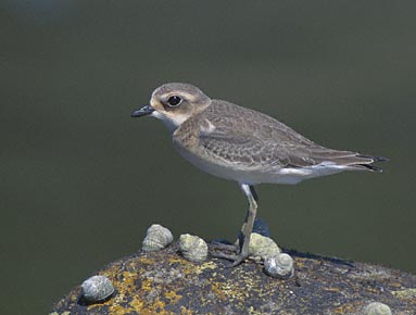 Lesser Sand Plover (Charadrius mongolus) photo image