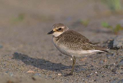 Lesser Sand Plover (Charadrius mongolus) photo image