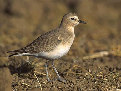 Mountain Plover (Charadrius montanus) photo image
