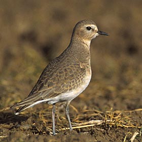 Mountain Plover (Charadrius montanus) photo image