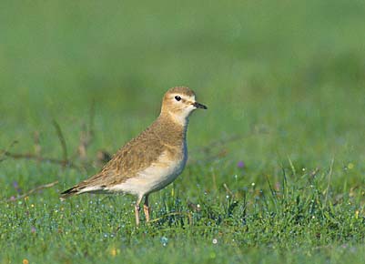 Mountain Plover (Charadrius montanus) photo image