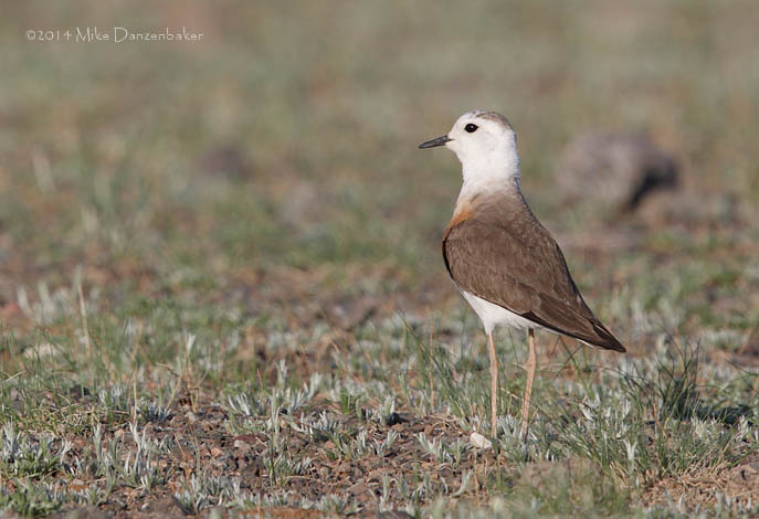 Oriental Plover (Charadrius veredus) photo
