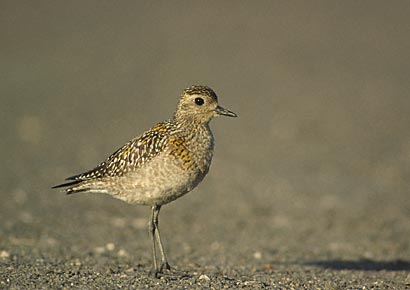 Pacific Golden Plover (Pluvialis fulva) photo image