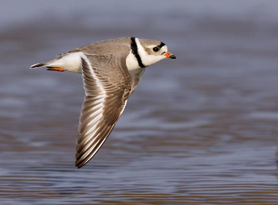 Piping Plover (Charadrius melodus) photo image