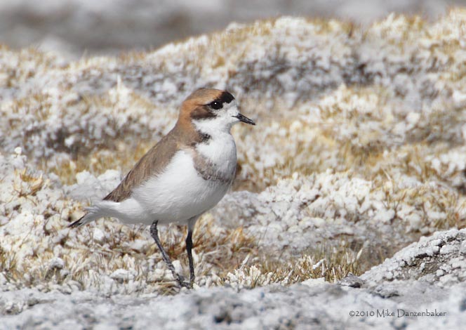 Puna Plover (Charadrius alticola) photo image