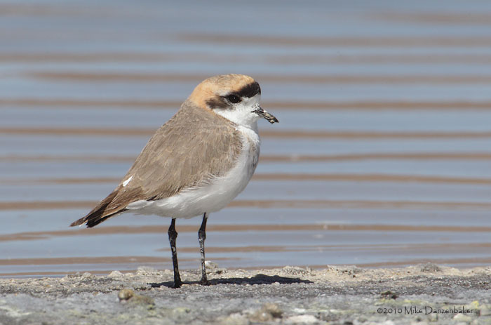 Puna Plover (Charadrius alticola) photo image