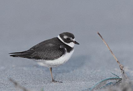 Semipalmated Plover (Charadrius semipalmatus) photo image