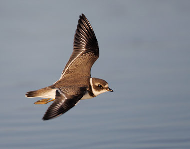 Semipalmated Plover (Charadrius semipalmatus) photo image