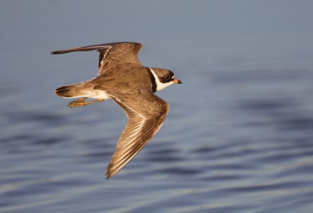 Semipalmated Plover (Charadrius semipalmatus) photo image