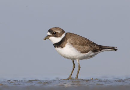 Semipalmated Plover (Charadrius semipalmatus) photo image