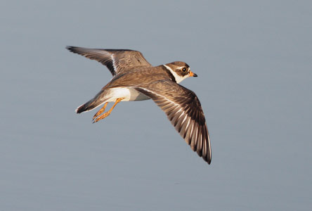 Semipalmated Plover (Charadrius semipalmatus) photo image