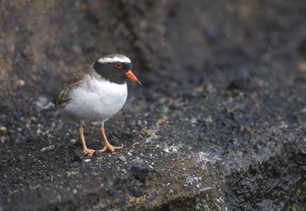 Shore Plover (Thinornis novaeseelandiae) photo image