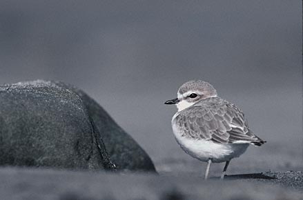 Snowy Plover (Charadrius nivosus) photo image