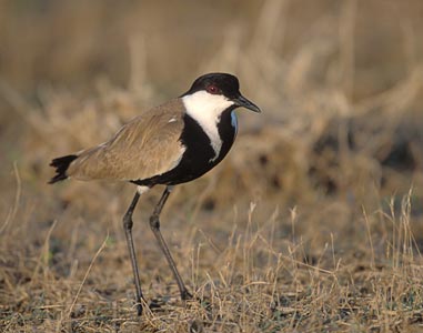 Spur-winged Lapwing (Vanellus spinosus) photo image