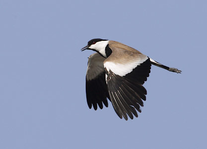 Spur-winged Plover (Vanellus spinosus) photo