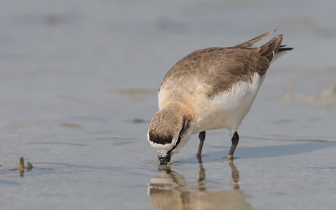 White-fronted Plover (Charadrius marginatus) photo image