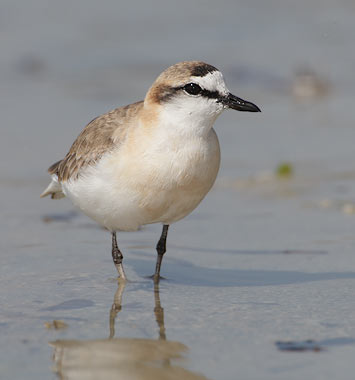 White-fronted Plover (Charadrius marginatus) photo image