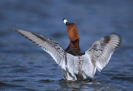 Common Pochard (Aythya ferina) photo image