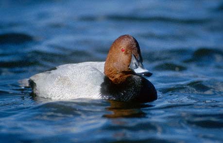 Common Pochard (Aythya ferina) photo image
