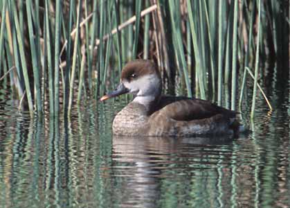 Red-crested Pochard (Netta rufina) photo image