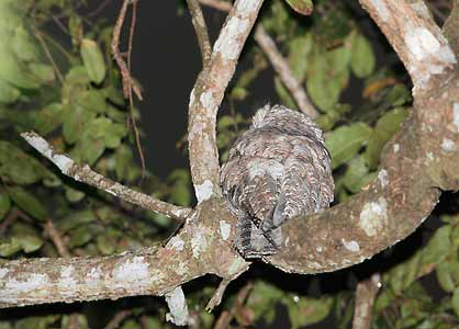Great Potoo (Nyctibius grandis) photo image