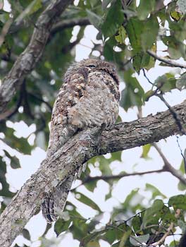 Great Potoo (Nyctibius grandis) photo image