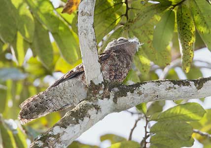 Great Potoo (Nyctibius grandis) photo