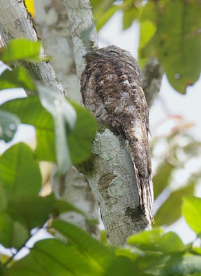 Great Potoo (Nyctibius grandis) photo