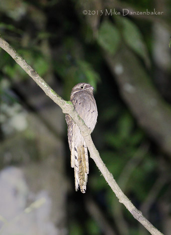 Long-tailed Potoo (Nyctibius aethereus) photo image