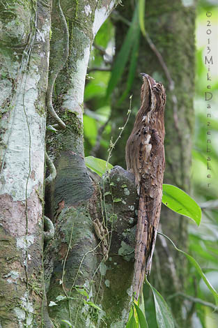 Long-tailed Potoo (Nyctibius aethereus) photo image