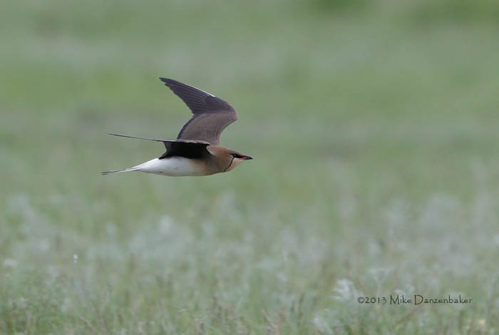 Black-winged Pratincole (Glareola nordmanni) photo image