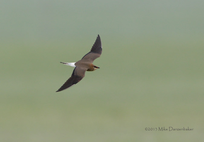 Black-winged Pratincole (Glareola nordmanni) photo image