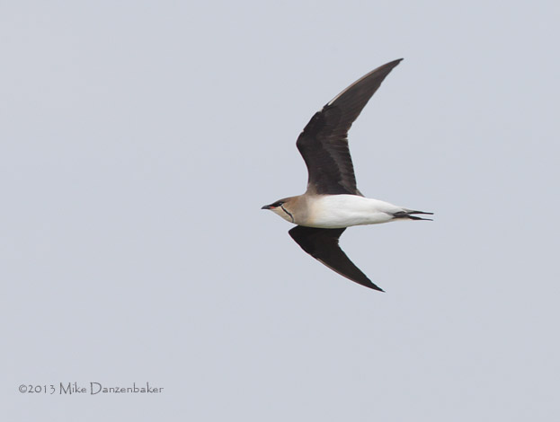Black-winged Pratincole (Glareola nordmanni) photo image