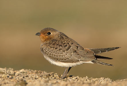 Collared Pratincole (Glareola pratincola) photo image