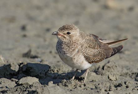 Collared Pratincole (Glareola pratincola) photo