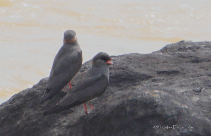 Rock Pratincole (Glareola nuchalis) photo