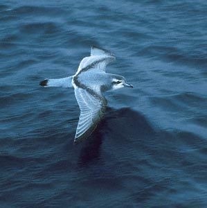 Antarctic Prion (Pachyptila desolata) photo image