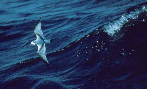 Antarctic Prion (Pachyptila desolata) photo image