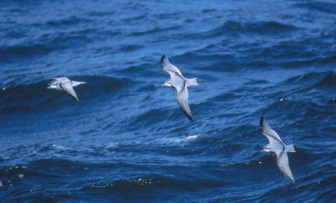 Antarctic Prion (Pachyptila desolata) photo image
