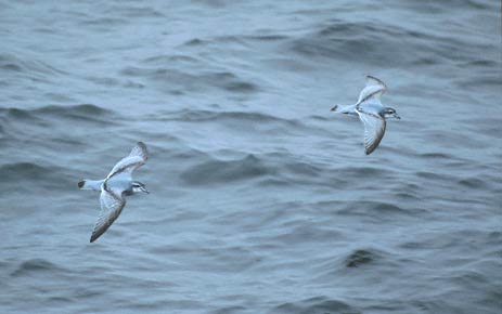 Antarctic Prion (Pachyptila desolata) photo image
